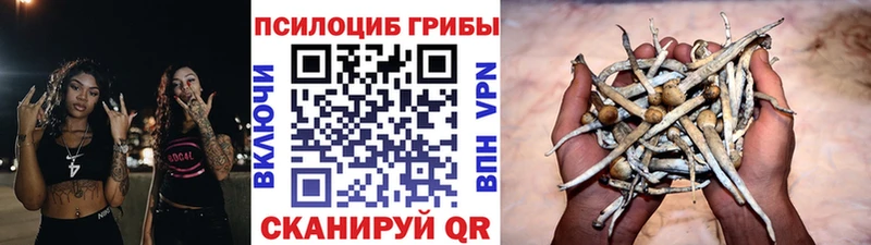 Псилоцибиновые грибы Cubensis  Змеиногорск 